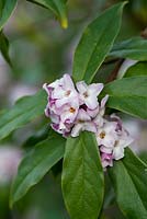 Daphne bholua 'Jacqueline Postill', a highly fragrant evergreen shrub.