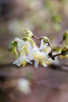 Lonicera standishii, winter honeysuckle, bears tiny, creamy, fragrant flowers in midwinter.