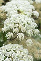 Selinum wallichianum, Wallich milk parsley, a clump forming perennial with large umbels of white flowers from summer to autumn.