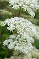 Selinum wallichianum, Wallich milk parsley, a clump forming perennial with large umbels of white flowers from summer to autumn. 