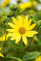 Helianthus salicifolius 'Lemon Queen', sunflower, a tall perennial with bright yellow flowers in September.
