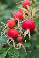 Rosa rugosa hips in early autumn