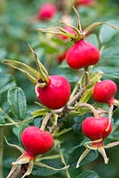 Rosa rugosa hips in late summer.