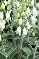 Digitalis purpurea subsp. heywoodii 'Silver Fox', a dwarf foxglove with silver foliage and white bells from May