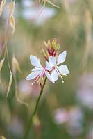 Gaura lindheimeri 'Corrie's Gold', butterfly gaura, a Beth Chatto introduction with variegated leaf, flowering from June until frosts.