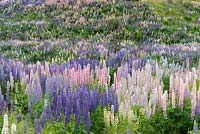 Lupinus in valley beside River Ahuriri near Omarama in South Island, New Zealand. Lupins self-seed so prolifically as now to be classed an invasive plant.