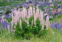 Lupinus in valley beside River Ahuriri near Omarama in South Island, New Zealand. Lupins self-seed so prolifically as now to be classed an invasive plant.