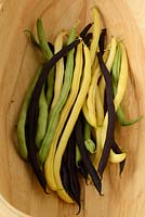 Phaseolus vulgaris 'Monte Gusto', 'Carminat' and   'Monte Cristo'. Picked climbing French beans in a trug  