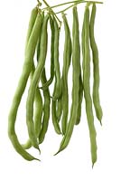 Phaseolus vulgaris 'Monte Cristo' - Climbing French bean  
