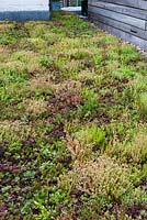 Contemporary green roof
