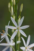 Camassia leichtlinii subsp. suksdorfii 'Sparkler'