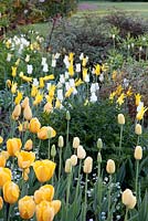Mixed white and yellow Tulips including Tulipa 'Seattle' and Tulipa 'Golden Oxford'. Garden: Pashley Manor, Sussex