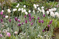 Tulipa 'White Dream' and Tulipa 'Recreado'. Garden: Pashley Manor, Sussex