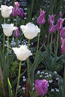 Tulipa 'Honeymoon' - white. Garden: Pashley Manor, Sussex