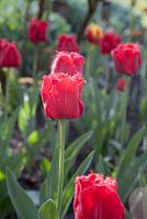 Tulipa 'Redwing'. Garden: Pashley Manor, Sussex