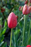 Tulipa 'Avignon'. Garden: Pashley Manor, Sussex