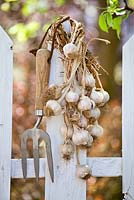 Harvested garlic.