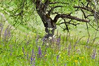 Wildflower meadow. Salvia pratensis - Meadow Clary, Leucanthemum vulgare - daisy, Dancus carrota - wild carrots, Ranunculus repens - Buttercup and grasses.