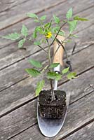 Tomato seedling and trowel.