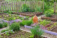 Vegetable and herb garden in spring. Chives, onions, garlic, lettuce, borage.