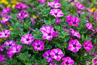 Petunia Chic Collection 'Rose Star' at HTA Plant Show 2016