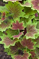 Pelargonium 'Vancouver Centennial'