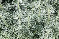 Artemisia alba 'Canescens' - mugwort - June, France