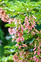 Acer pseudoplatanus 'Brillantissimum' - sycamore - June, France