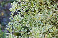 Pittosporum tenuifolium 'Variegatum' - June, France