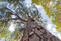 Pinus sylvestris - Scots pine - September, France
