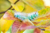 Calliteara pudibunda - Pale tussock moth caterpillar - October, France