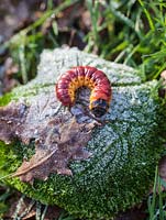 Cossus cossus - goat moth caterpillar - January, France