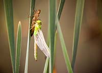 Dragonfly and imago on Typha latifolia - bulrush - May, France