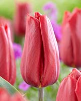 Tulipa 'Killing Love'