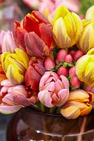 Tulipa Princess mix