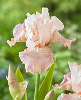 Iris germanica 'Frappe'