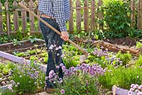 Man with a hoe in vegetable garden in spring.