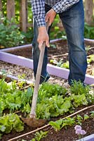 Man loosening and weeding with a hoe in the vegetable garden.