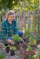 Woman planting perennials in spring: Rudbeckia 'Goldsurm'.