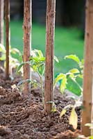 Stakes to support young tomato plants in vegetable garden