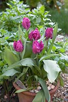 Tulipa 'Blue Parrot' growing in pot with shells as mulch against snails and slug damage, May flowering spring bulb Tulip with feathered petals