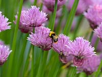 Allium schoenoprasum in flower with bee