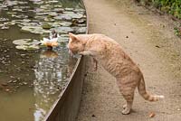 Le Potager du Domaine, The Estate Vegetable Garden - Festival International des Jardins 2017, Domaine de Chaumont sur Loire, France - ginger cat drinking from raised pond