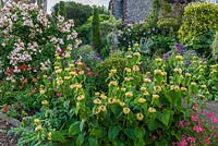 Phlomis russeliana - Turkish sage in a mixed border at Old Erringham Cottage, Sussex