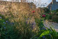 Stipa gigantea - golden oats grass at Old Erringham, Sussex