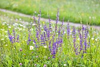 Salvia pratensis - Meadow Clary