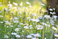 Wildflower meadow in may: Leucanthemum vulgare -  ox-eye daisy