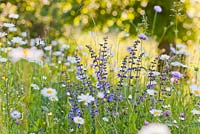 Wildflower meadow in May: Knautia arvensis - Field Scabious, Salvia pratensis - Meadow Clary, Leucanthemum vulgare.