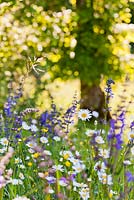 Wildflower meadow in May: Knautia arvensis - Field Scabious, Salvia pratensis - Meadow Clary, Leucanthemum vulgare.