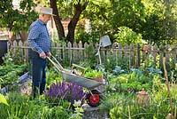 Man pushing wheelbarrow filled with vegetable and herb seedlings.